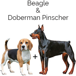 Beagleman Dog